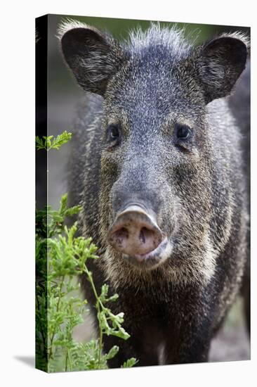 Collared Peccary (Pecari Tajacu) Laredo Borderlands, Texas, USA. April-Claudio Contreras-Premier Image Canvas