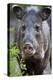 Collared Peccary (Pecari Tajacu) Laredo Borderlands, Texas, USA. April-Claudio Contreras-Premier Image Canvas