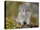 Collared Pika (Ochotona Collaris), Hatcher Pass, Alaska, United States of America, North America-James Hager-Premier Image Canvas