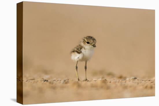 Collared Plover-Joe McDonald-Premier Image Canvas