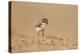 Collared Plover-Joe McDonald-Premier Image Canvas