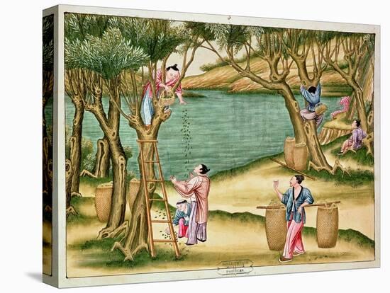 Collecting Mulberries, from a Book on the Silk Industry-null-Premier Image Canvas