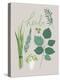 Collection of Herbs-Laure Girardin Vissian-Stretched Canvas