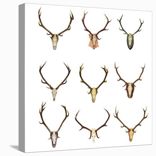 Collection of Red Deer Trophies-taviphoto-Premier Image Canvas