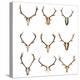 Collection of Red Deer Trophies-taviphoto-Premier Image Canvas