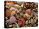 Collection of Sea Shells-Tony Craddock-Premier Image Canvas