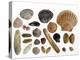 Collection of Shells from the North Sea-Philippe Clement-Premier Image Canvas