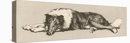 Collie Dog Relaxes-Cecil Aldin-Premier Image Canvas