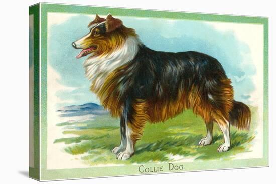 Collie Dog-null-Stretched Canvas