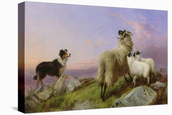 Collie, Ewe and Lambs-Richard Ansdell-Premier Image Canvas