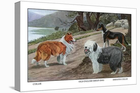 Collie, Old English Sheep Dog, Smooth Collie-Louis Agassiz Fuertes-Stretched Canvas