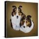 Collies 1-Jenny Newland-Premier Image Canvas