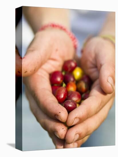 Colombia, Caldas, Manizales, Chinchina, Hacienda De Guayabal, Coffee Worker Holding Coffee Cherries-Jane Sweeney-Premier Image Canvas