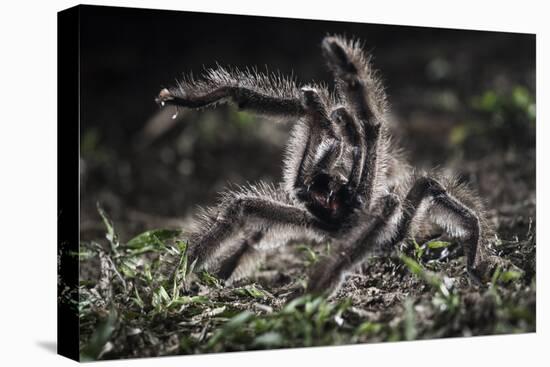 Colombian Pink-Toed Tarantula (Avicularia Metallica) in Defensive Posture-Nick Garbutt-Premier Image Canvas