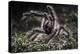 Colombian Pink-Toed Tarantula (Avicularia Metallica) in Defensive Posture-Nick Garbutt-Premier Image Canvas