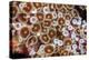 Colonial zoanthids colony on a coral reef, Fiji, Pacific Ocean-David Fleetham-Premier Image Canvas