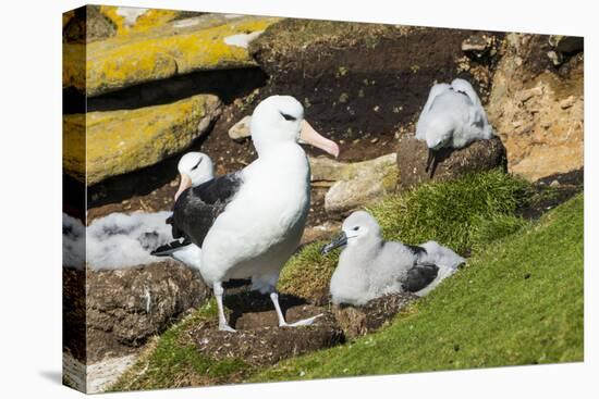 Colony of black-browed albatross (Thalassarche melanophris), Saunders Island, Falklands, South Amer-Michael Runkel-Premier Image Canvas