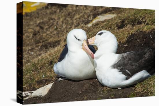 Colony of black-browed albatross (Thalassarche melanophris), Saunders Island, Falklands, South Amer-Michael Runkel-Premier Image Canvas