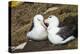 Colony of black-browed albatross (Thalassarche melanophris), Saunders Island, Falklands, South Amer-Michael Runkel-Premier Image Canvas