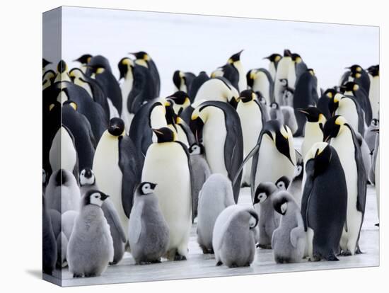 Colony of Emperor Penguins and Chicks, Snow Hill Island, Weddell Sea, Antarctica-Thorsten Milse-Premier Image Canvas