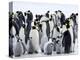 Colony of Emperor Penguins and Chicks, Snow Hill Island, Weddell Sea, Antarctica-Thorsten Milse-Premier Image Canvas