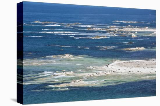 Colony of New Zealand fur seals (Arctocephalus forsteri) off Point Kean, Kaikoura Peninsula, Kaikou-Ruth Tomlinson-Premier Image Canvas