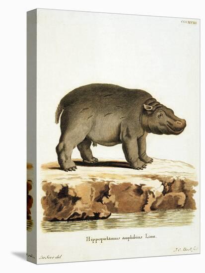 Color Lithographs with African Animals-null-Premier Image Canvas