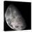 Color Mosaic of the Earth's Moon-null-Premier Image Canvas