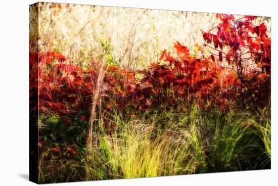 Color of Fall II-Alan Hausenflock-Premier Image Canvas