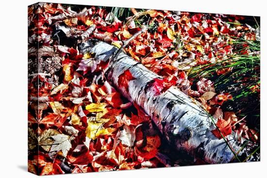 Color Splash Of Nature-George Oze-Premier Image Canvas