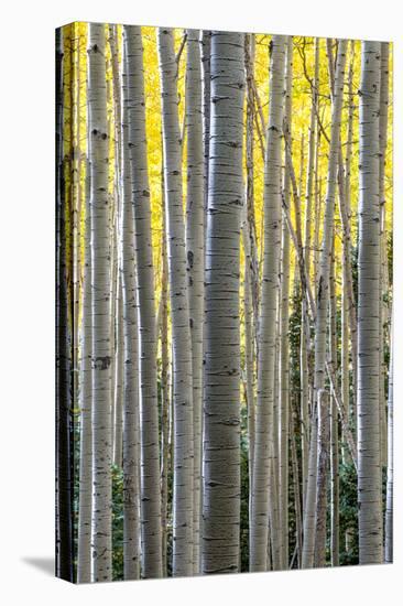 Colorado. a Stand of Autumn Yellow Aspen in the Uncompahgre National Forest-Judith Zimmerman-Premier Image Canvas