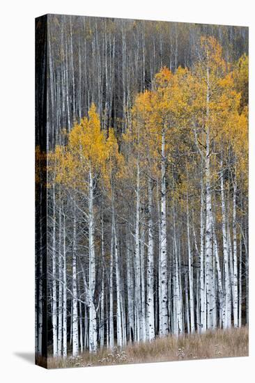 Colorado. a Stand of Autumn Yellow Aspen in the Uncompahgre National Forest-Judith Zimmerman-Premier Image Canvas