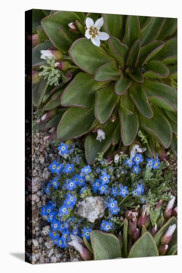 Colorado, American Basin, Alpine Spring Beauty and Alpine Forget-Me -Not-Judith Zimmerman-Premier Image Canvas