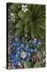 Colorado, American Basin, Alpine Spring Beauty and Alpine Forget-Me -Not-Judith Zimmerman-Premier Image Canvas