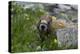 Colorado, American Basin, Yellow-Bellied Marmot Among Grasses and Wildflowers in Sub-Alpine Regions-Judith Zimmerman-Premier Image Canvas