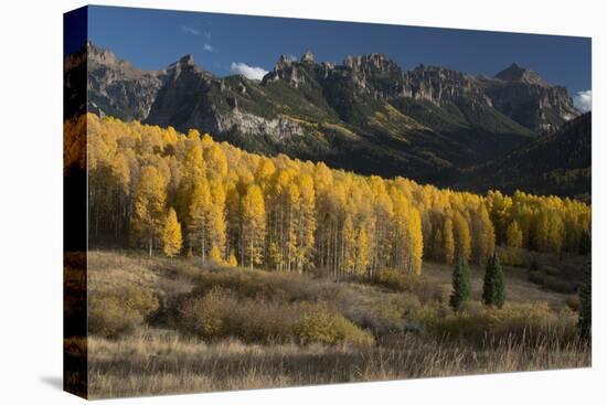 Colorado. Autumn Yellow Aspen and Fir Trees Near Owl Creek Pass, Uncompahgre National Forest-Judith Zimmerman-Premier Image Canvas