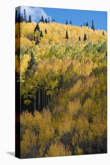 Colorado. Autumn Yellow Aspen and Fir Trees, Uncompahgre National Forest-Judith Zimmerman-Premier Image Canvas