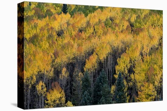 Colorado. Autumn Yellow Aspen, Fir Trees, Uncompahgre National Forest-Judith Zimmerman-Premier Image Canvas