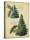 Colorado Blue Spruce &Norway Spruce-null-Stretched Canvas