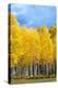 Colorado Color II-Douglas Taylor-Premier Image Canvas