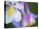 Colorado Columbine Flower, Colorado, USA-Julie Eggers-Premier Image Canvas