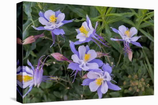 Colorado Columbine from Gothic Road, Crested Butte, Colorado-Howie Garber-Premier Image Canvas