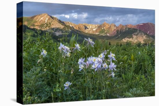 Colorado Columbine from Gothic Road, Crested Butte, Colorado-Howie Garber-Premier Image Canvas