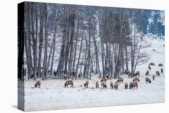 Colorado Elk Herd in Winter-duallogic-Premier Image Canvas