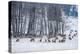 Colorado Elk Herd in Winter-duallogic-Premier Image Canvas