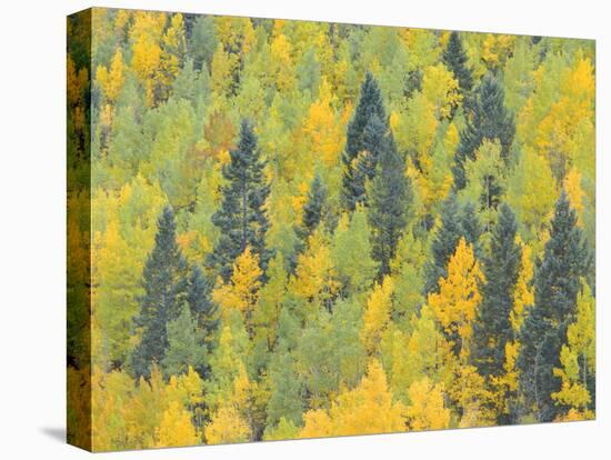 Colorado, Fall Adds Color to Aspen and Conifer Forest Near Lime Creek in the San Juan Mountains-John Barger-Premier Image Canvas