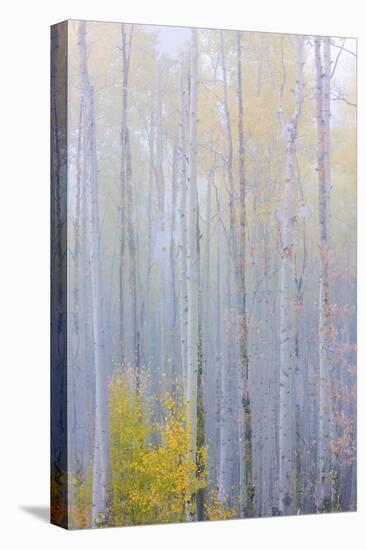 Colorado, Grand Mesa. Composite of Foggy Aspen Forest-Jaynes Gallery-Premier Image Canvas