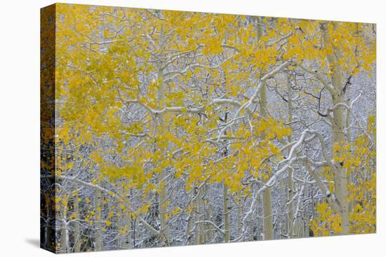 Colorado, Grand Mesa. Early Snow on Aspen Trees-Jaynes Gallery-Premier Image Canvas