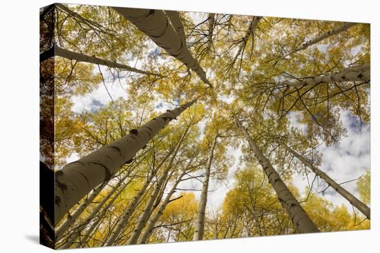 Colorado, Gunnison National Forest. Aspen Trees in Autumn-Jaynes Gallery-Premier Image Canvas