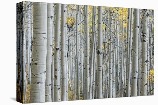 Colorado, Gunnison National Forest, Aspen Trunks with Autumn Color-Rob Tilley-Premier Image Canvas